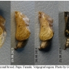 nep rivularis pupa9 volg21